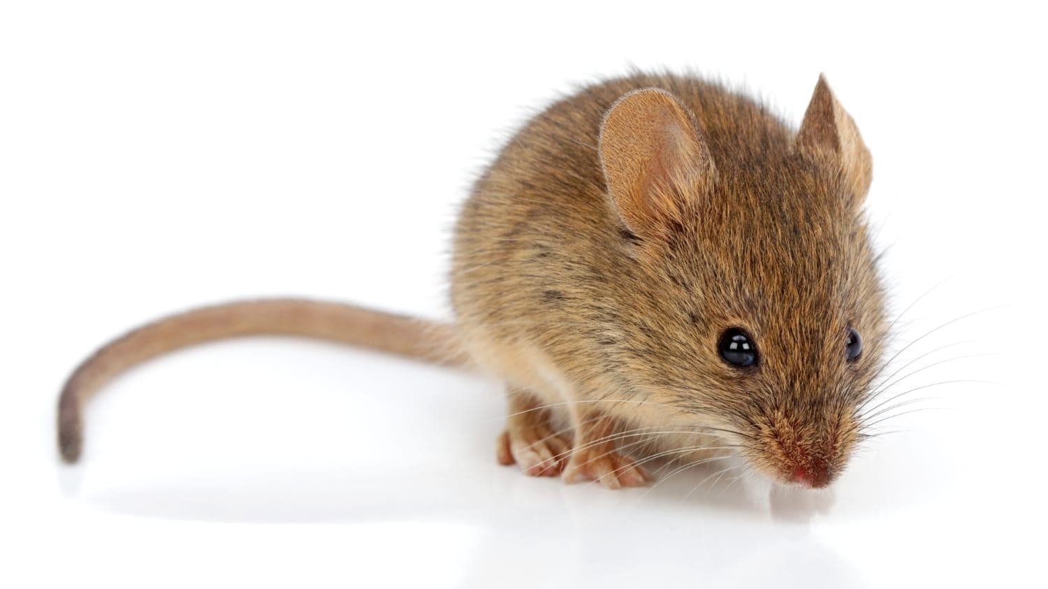 Closeup of a house mouse