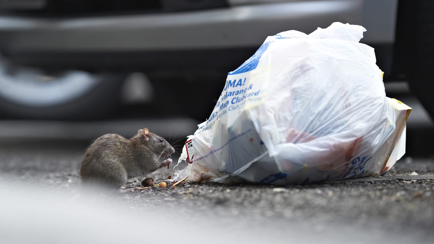 Rat eating rubbish out of bag